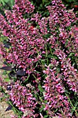 AGASTACHE RED FORTUNE