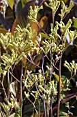 ANIGOZANTHOS VIRIDIFLORA,