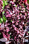 ATRIPLEX HORTENSIS ATROPURPUREUS