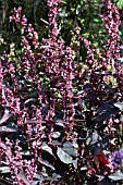 ATRIPLEX HORTENSIS ATROPURPUREUS