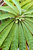 BEGONIA LUXURIANS