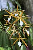 BRASSIA VERRUCOSA