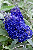 BUDDLEJA BUZZ INDIGO