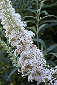 BUDDLEJA WHITE BOUQUET