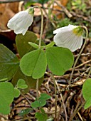 OXALIS ACETOSELLS,  WOOD SORREL