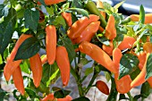 CAPSICUM ANNUUM FRESNO ORANGE