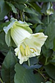 COBEA SCANDENS ALBA