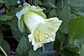 COBEA SCANDENS ALBA