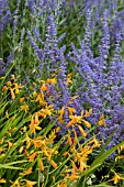 CROCOSMIA GEORGE DAVISON & PEROVSKIA ATRIPLICIFOLIA BLUE SPIRE