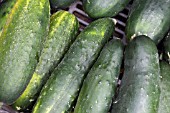 CUCUMIS SATIVUS JOGGER