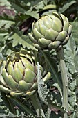 CYNARA CARDUNCULUS