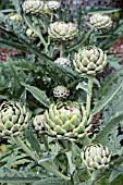 CYNARA CARDUNCULUS