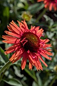 ECHINACEA HOT LAVA