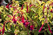 FUCHSIA GENII