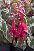 FUCHSIA SUNRAY