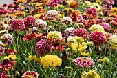 GAILLARDIA LORENZIA DOUBLE MIXED