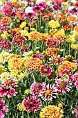 GAILLARDIA LORENZIA DOUBLE MIXED