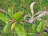 PODOSPHAERA LEUCOTRICHA,  APPLE POWDERY MILDEW