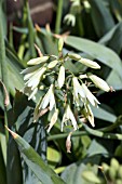 GALTONIA VIRIDIFLORA