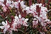 GAURA GAUDI ROSE