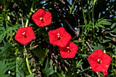 IPOMEA CARDINAL CLIMBER