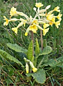 PRIMULA VERIS X VULGARIS,  FALSE OXSLIP