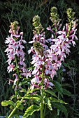 LOBELIA COMPTON PINK