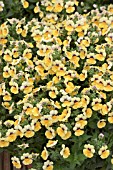 NEMESIA SUNRISE