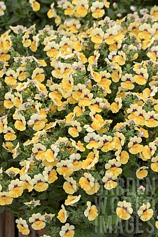 NEMESIA_SUNRISE