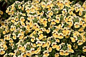 NEMESIA SUNRISE