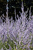 PEROVSKIA ATRIPILICIFOLIA BLUE SPIRE