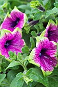 PETUNIA DESIGNER BUZZ PURPLE