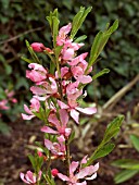 PRUNUS TENELLA VAR GESSLERANA,  DWARF ALMOND