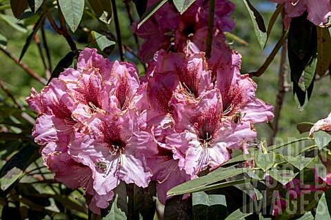 RHODODENDRON_SWAMP_BEAUTY