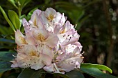 RHODODENDRON BELLE HELLER