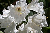 RHODODENDRON POLAR BEAR