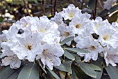 RHODODENDRON AURICULATUM