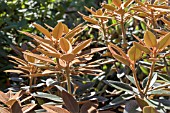 RHODODENDRON PACHYSANTHUM