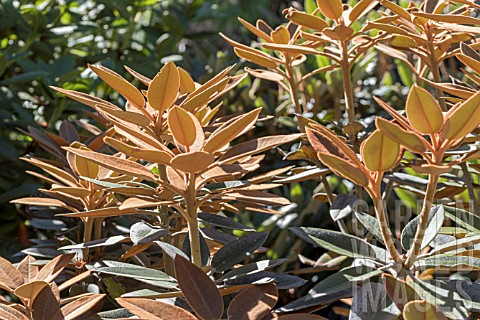 RHODODENDRON_PACHYSANTHUM