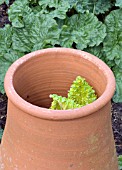 RHUBARB FORCING IN CLAY CHIMNEYPOT