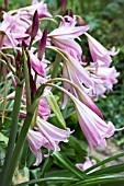 CRINUM POWLEII