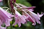 CRINUM POWLEII