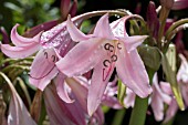 CRINUM POWLEII