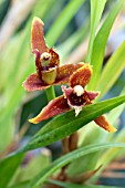 MAXILLARIA MEMORIA BEN BERLINER