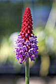 PRIMULA VIALII