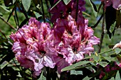 RHODODENDRON SWAMP BEAUTY