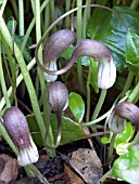 ARISARUM PROBOSCOIDEUM,  MOUSE PLANT