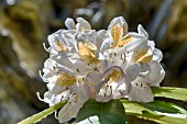 RHODODENDRON SWANSDOWN