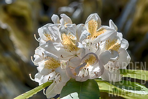 RHODODENDRON_SWANSDOWN