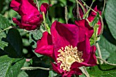 ROSA RUGOSA ROBUSTA